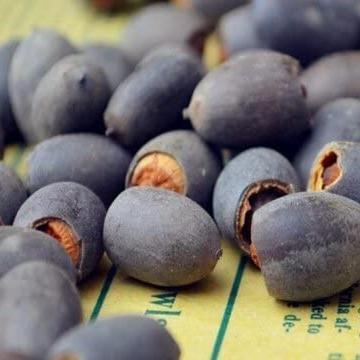 Lotus Bloom Harmony Set - 10 livfulla bonsailotusfrön för fantastiska vattenträdgårdar