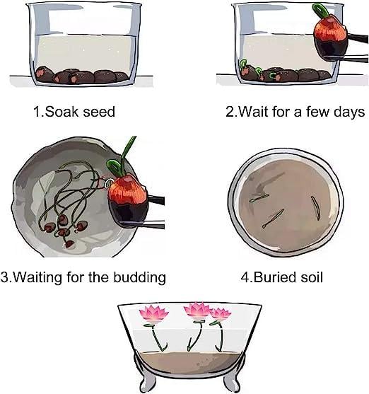 Lotus Bloom Harmony Set - 10 livfulla bonsailotusfrön för fantastiska vattenträdgårdar