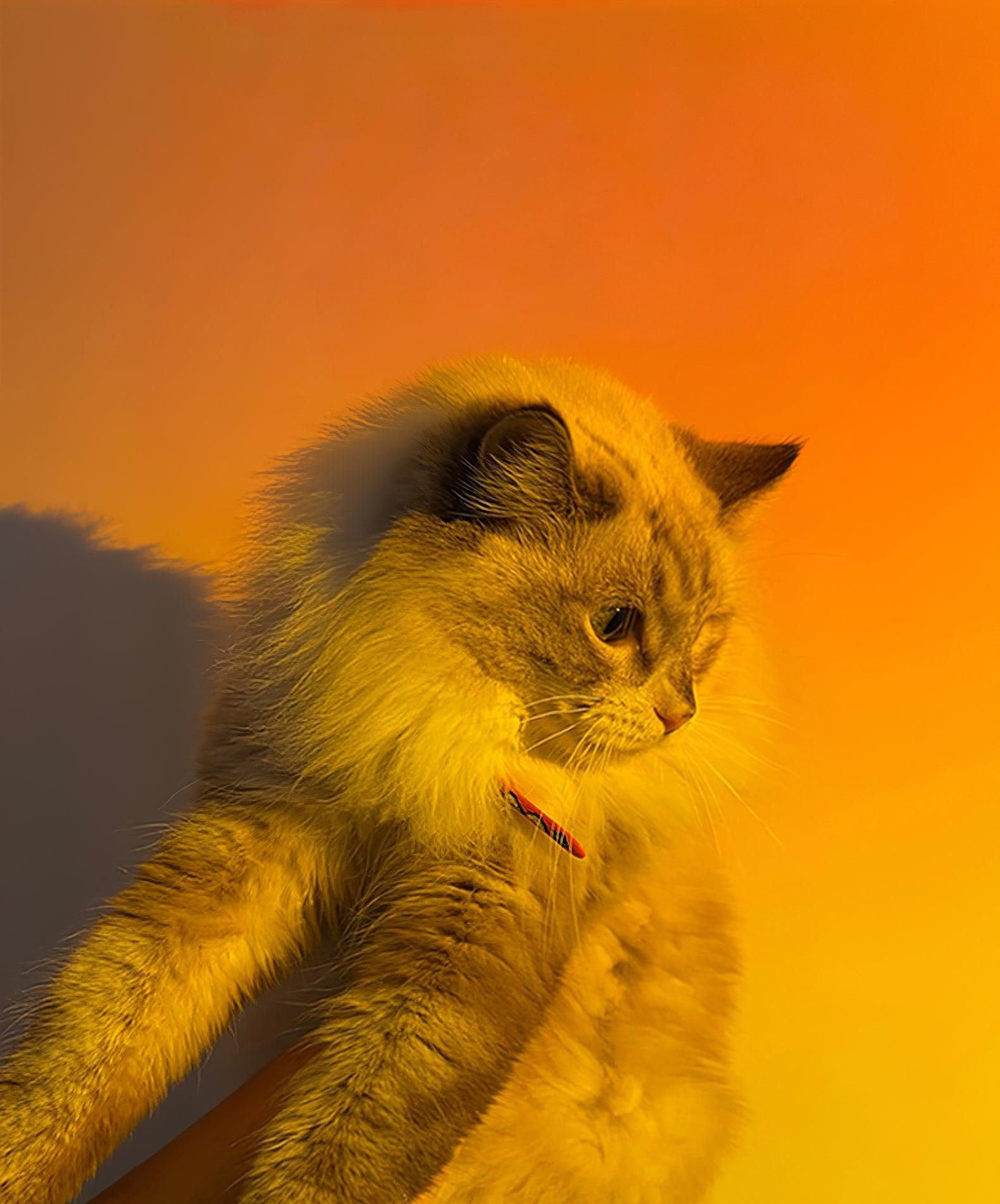 Solnedgångs-LED-projektionslampa – Skapa fantastisk stämningsbelysning för väggar och tak