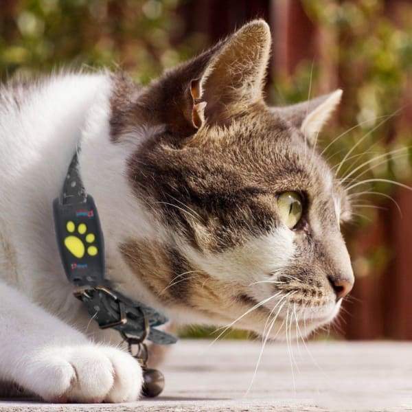 GPS-halsband för katt – spårningsenhet i realtid med säker satellitanslutning