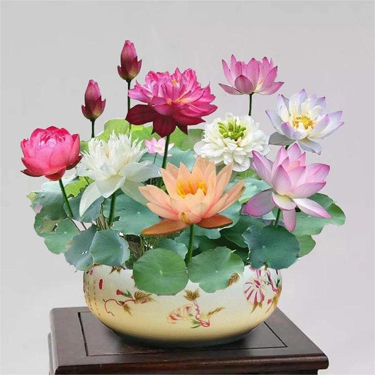 Lotus Bloom Harmony Set - 10 livfulla bonsailotusfrön för fantastiska vattenträdgårdar
