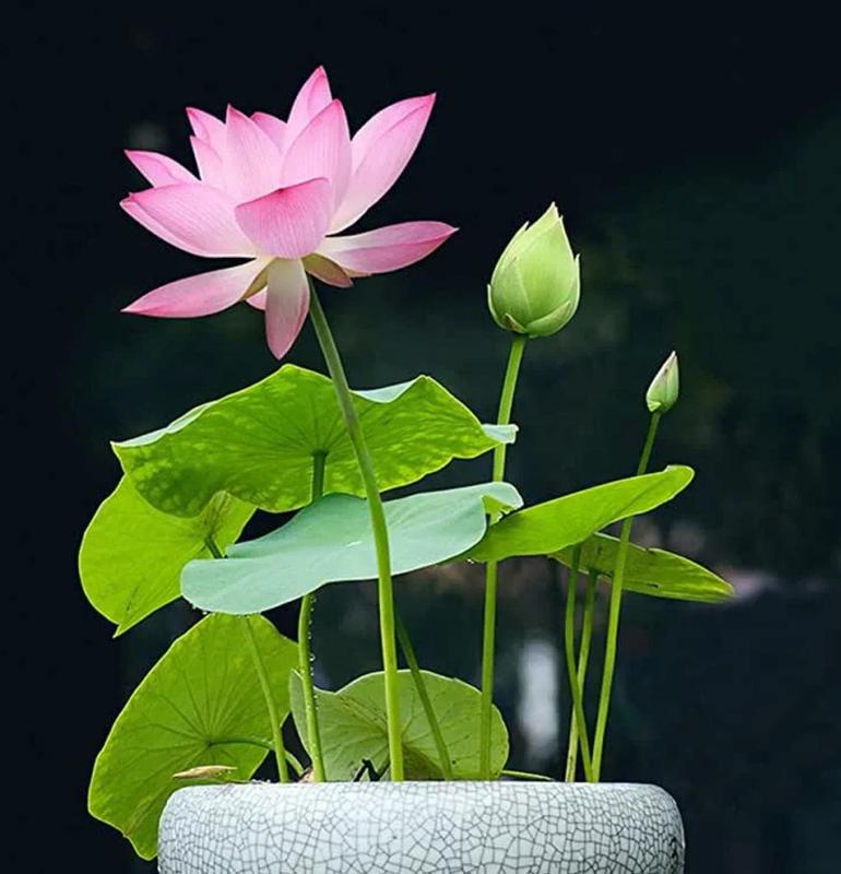 Lotus Bloom Harmony Set - 10 livfulla bonsailotusfrön för fantastiska vattenträdgårdar