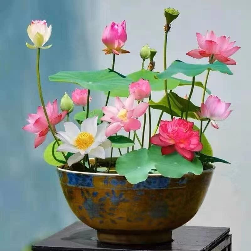 Lotus Bloom Harmony Set - 10 livfulla bonsailotusfrön för fantastiska vattenträdgårdar