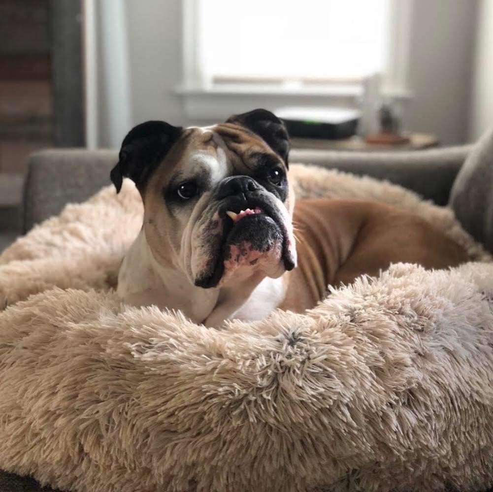 Rund komforthundbädd – plyschig kudde med halkfri botten för vardaglig vila