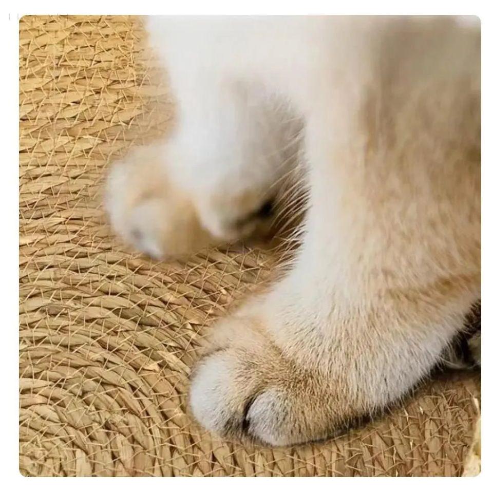 WulkNest runda kattkorgar