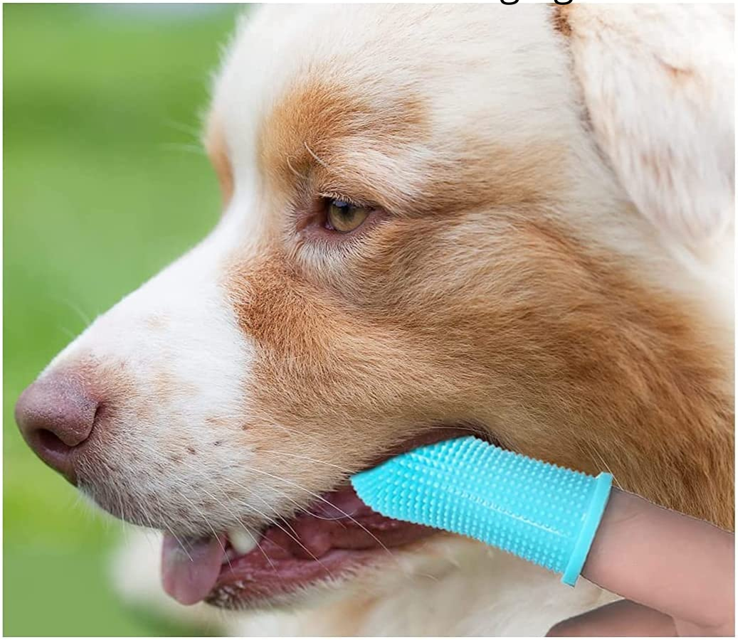 Hundtandborste – Skonsam, säker och problemfri munvård