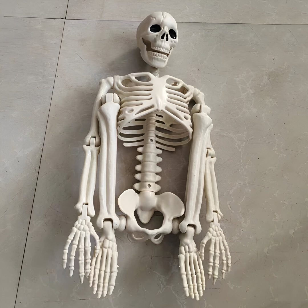 Utomhusrekvisita med Phantom Bones – Skelettdekoration i naturlig storlek för hemsökt trädgård