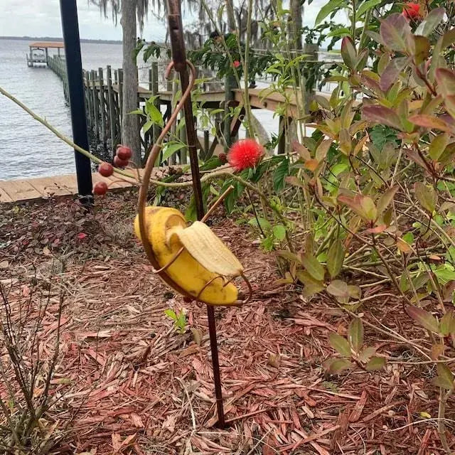 Bananhängare för fjärilar – Fruktmatare för utomhusbruk och trädgårdsdekoration för vilda djur