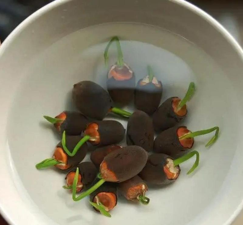 Lotus Bloom Harmony Set - 10 livfulla bonsailotusfrön för fantastiska vattenträdgårdar