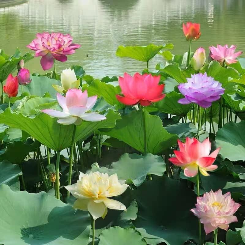 Lotus Bloom Harmony Set - 10 livfulla bonsailotusfrön för fantastiska vattenträdgårdar