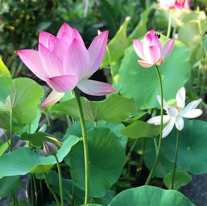 Lotus Bloom Harmony Set - 10 livfulla bonsailotusfrön för fantastiska vattenträdgårdar